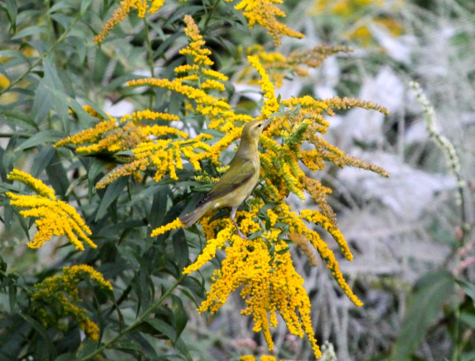 IMG 1725 c Tennessee Warbler Hse Kankakee IL 9-3-2015