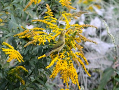 IMG 1725 c Tennessee Warbler Hse Kankakee IL 9-3-2015