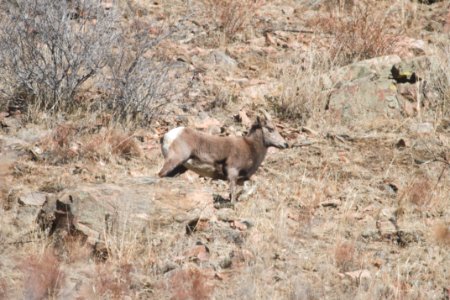 IMG 6757c Bighorn Sheep Waterton Canyon CO 12-27-2017