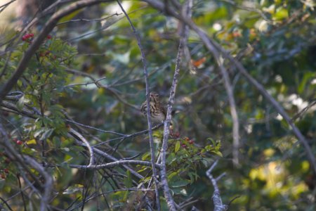 IMG 4952c Hermit Thrush LaSalle FWA IN 10-20-2017