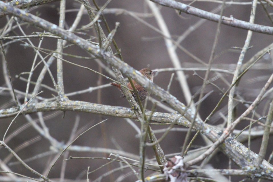 IMG 6510c Winter Wren Willow Slough FWA IN 12-17-2017