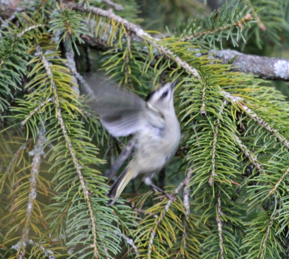 IMG 3369 c Golden-crowned Kinglet Hse Kankakee IL 9-30-2015