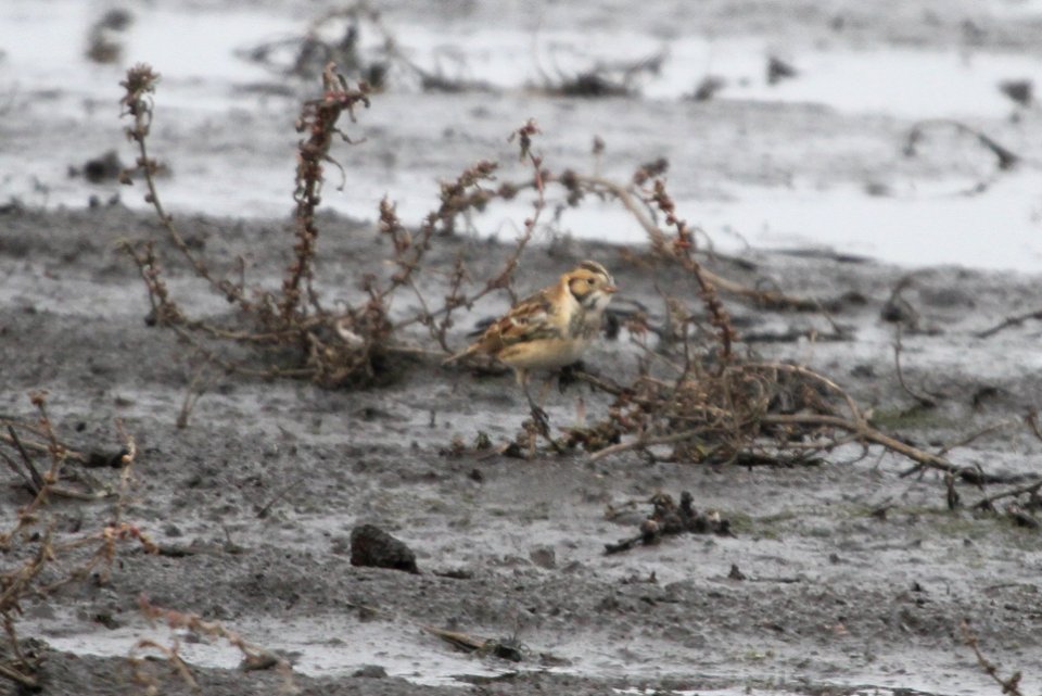 IMG 4454 c Lapland Longspur Iroquois Co IL 10-23-2015