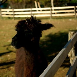 Sony Alpha A230 with MIR-1V - Llama 02