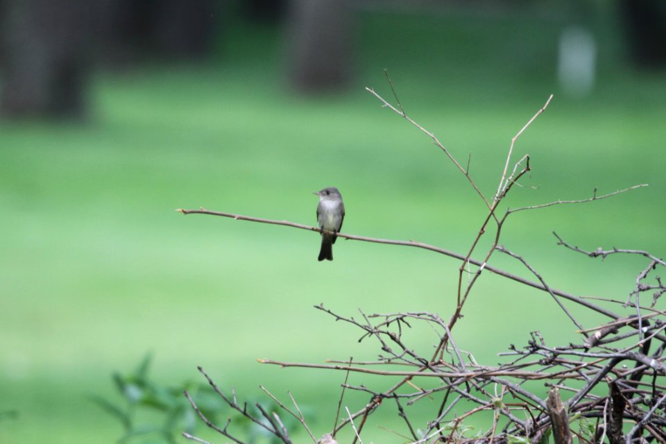 IMG 9651c Eastern Wood-Pewee Hse Kankakee IL 5-9-2018