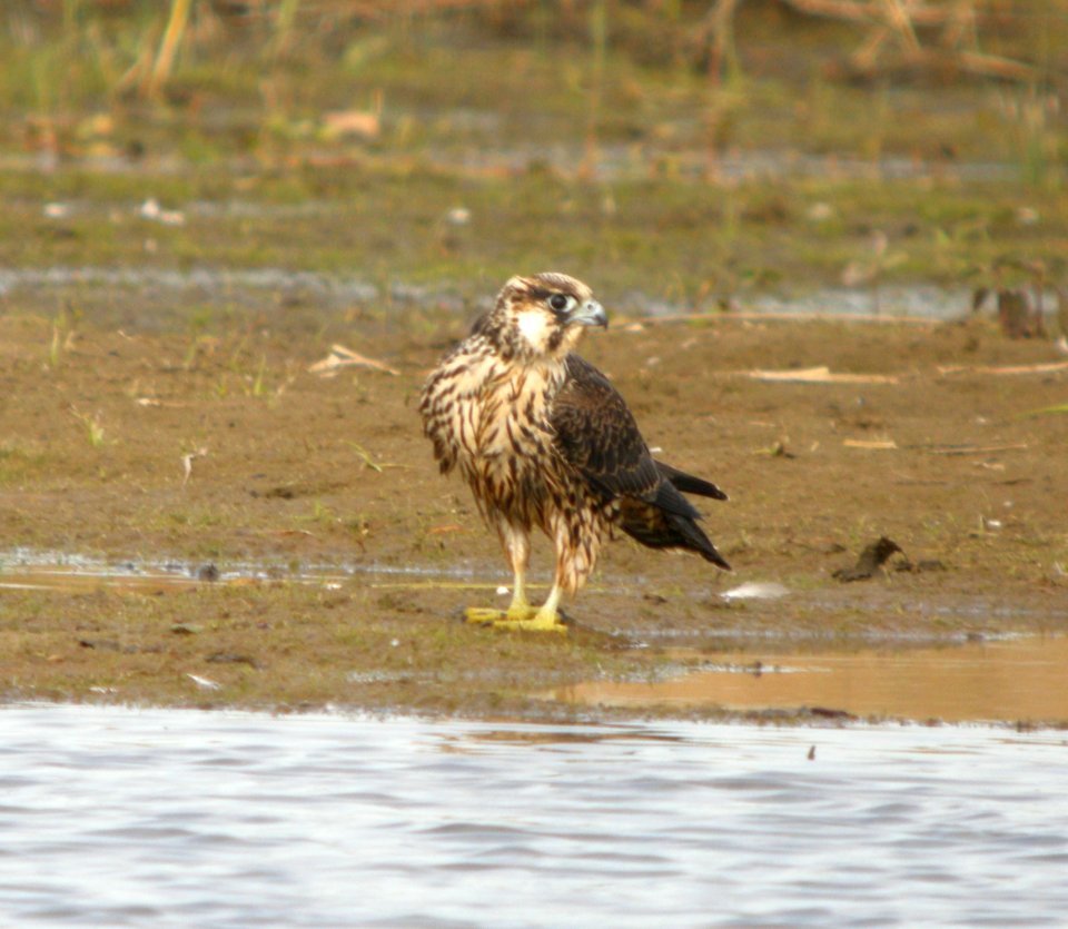 DSCN9606 c Peregrine Falcon (Juv) Newton Co IN 10-10-11