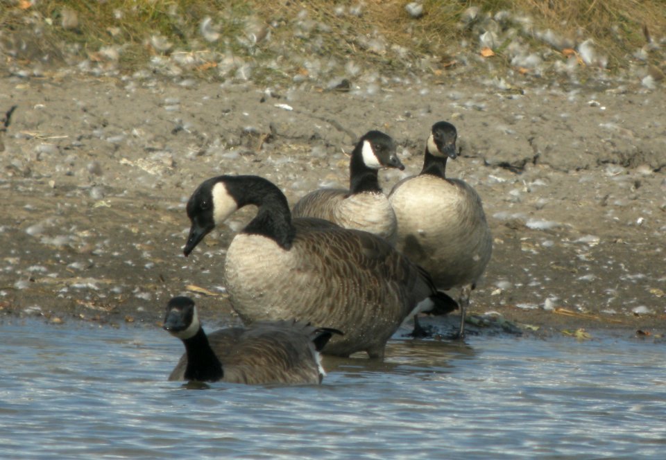 DSCN8680 c Cackling Goose Whispering Willows Kankakee Co IL 10-20-2015