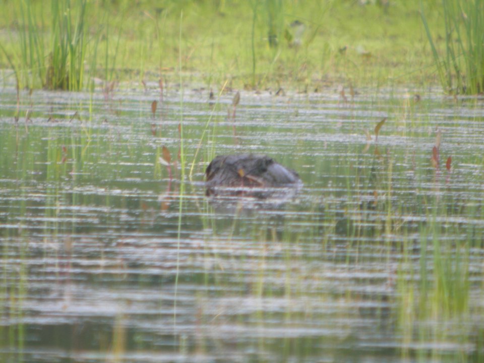 DSCN9943c Snapping Turtle Aroma Park IL 5-19-2018
