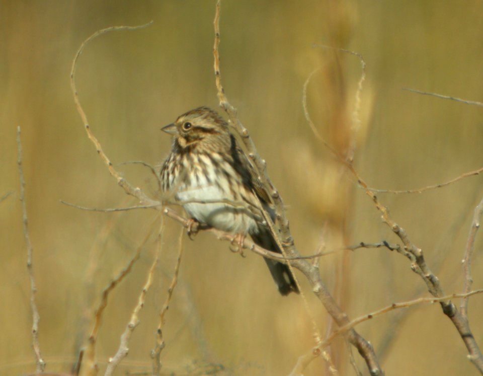 DSCN8612 c Song Sparrow Willow Slough FWA IN 10-16-2015