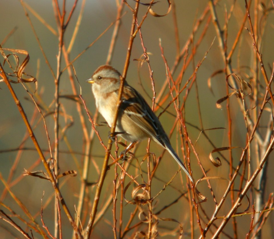 DSCN8880 c American Tree Sparrow Willow Slough FWA IN 11-4-2015