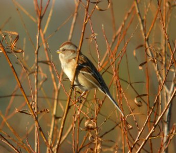 DSCN8880 c American Tree Sparrow Willow Slough FWA IN 11-4-2015