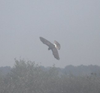 IMG 3618 c Northern Harrier TNC Kankakee Sands IN 10-8-2015