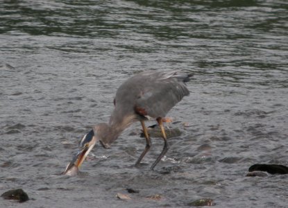 DSCN0654 c Great Blue Heron Kankakee IL 9-19-2013
