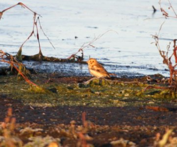 IMG 4967 c Lapland Longspur Iroquois Co IL 11-8-2015