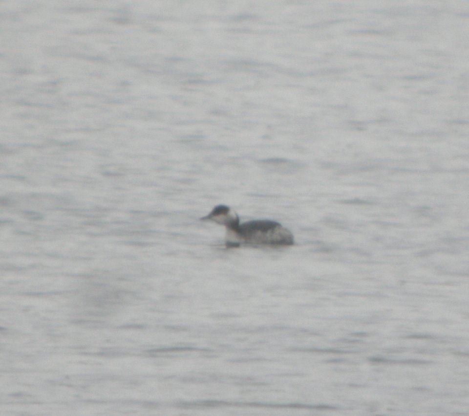 DSCN1605 c Horned Grebe Kankakee Co IL 1-9-2014