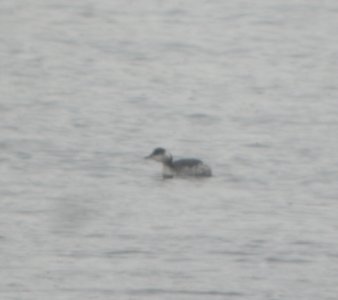 DSCN1605 c Horned Grebe Kankakee Co IL 1-9-2014