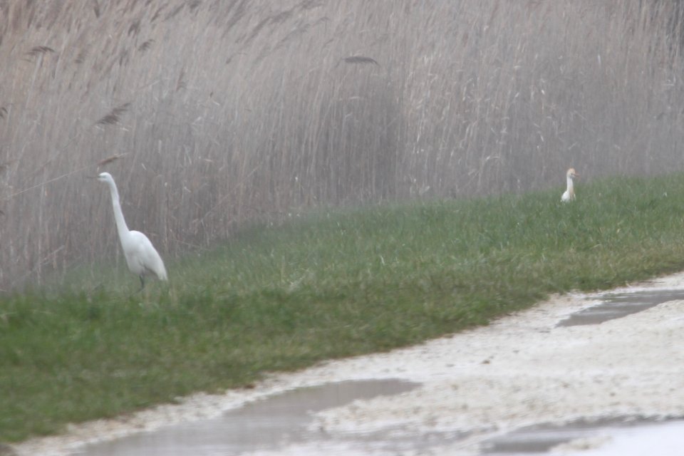 IMG 8979c Great Egret Cattle Egret Braidwood Lake IL 4-16-2018