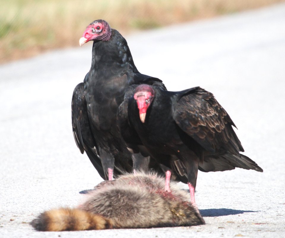 IMG 4704 c Turkey Vulture Newton Co IN 10-30-2015