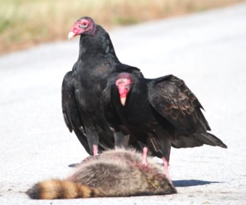 IMG 4704 c Turkey Vulture Newton Co IN 10-30-2015