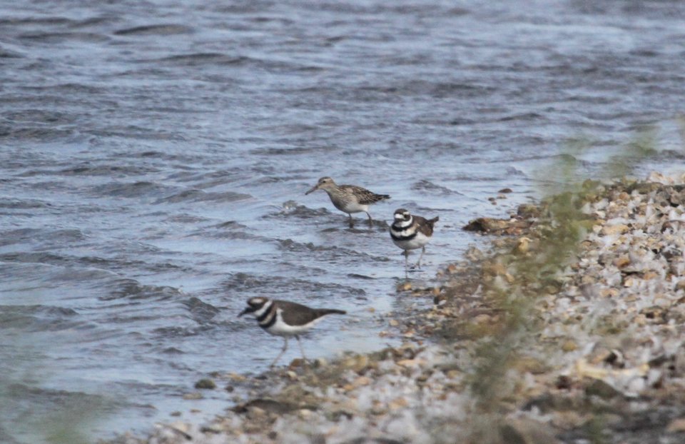 IMG 4210 c Killdeer Pectoral Sandpiper Whispering Willows Kankakee Co IL 10-20-2015
