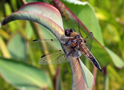 Insect wing nature