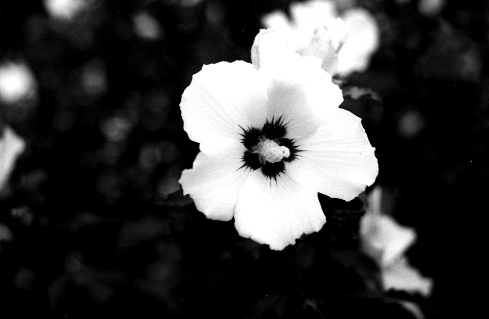 Ricoh TLS 401 with MIR-1V - White Flower