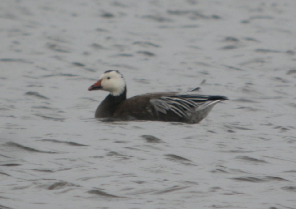 DSCN9162 c Snow Goose Whispering Willows Kankakee Co IL 11-30-2015
