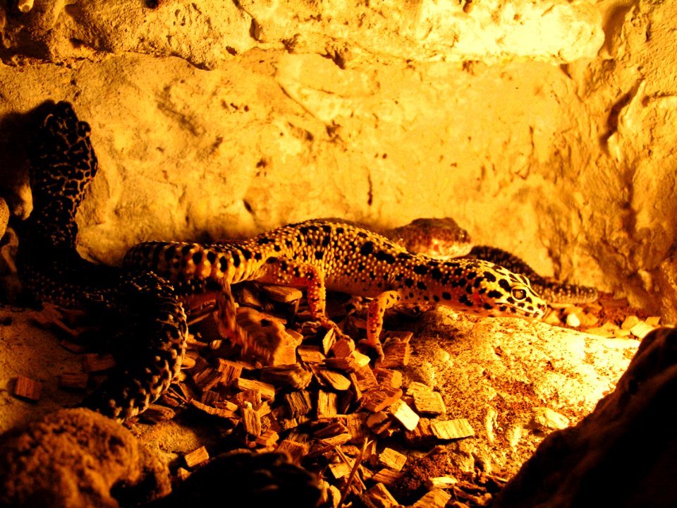 Leopard geckos 2