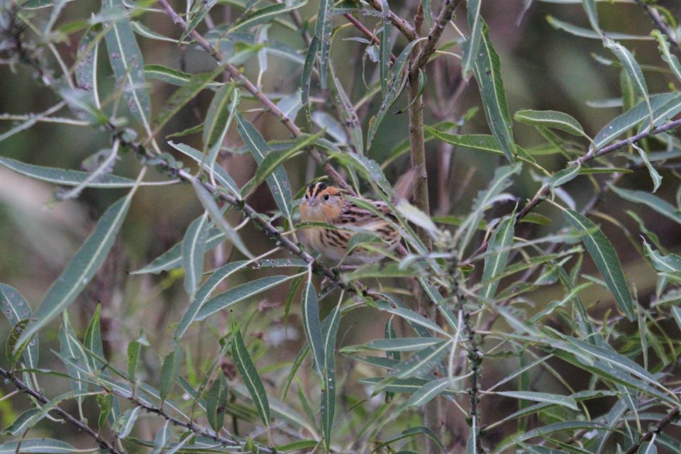 IMG 4220c LeConte's Sparrow TNC Kankakee Sands IN 10-12-2017