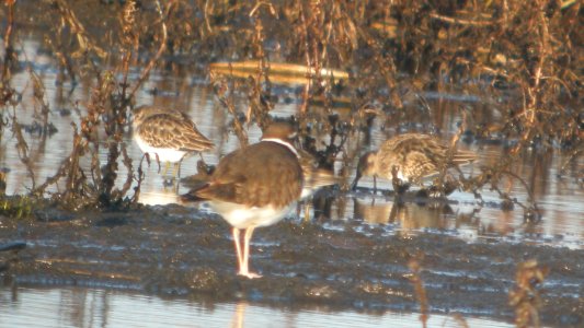 DSCN8858 c Pectoral Sandpiper and Killdeer Iroquois Co IL 11-1-2015