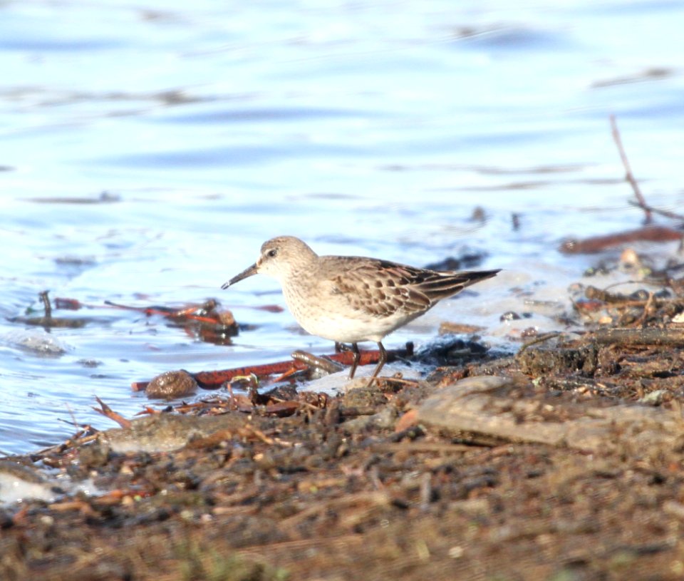 IMG 5732 c White-rumped Sandpiper LeVasseur Park-Perry Farm IL 11-25-2015