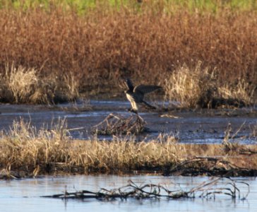 IMG 5004 c Merlin Iroquois Co IL 11-8-2015