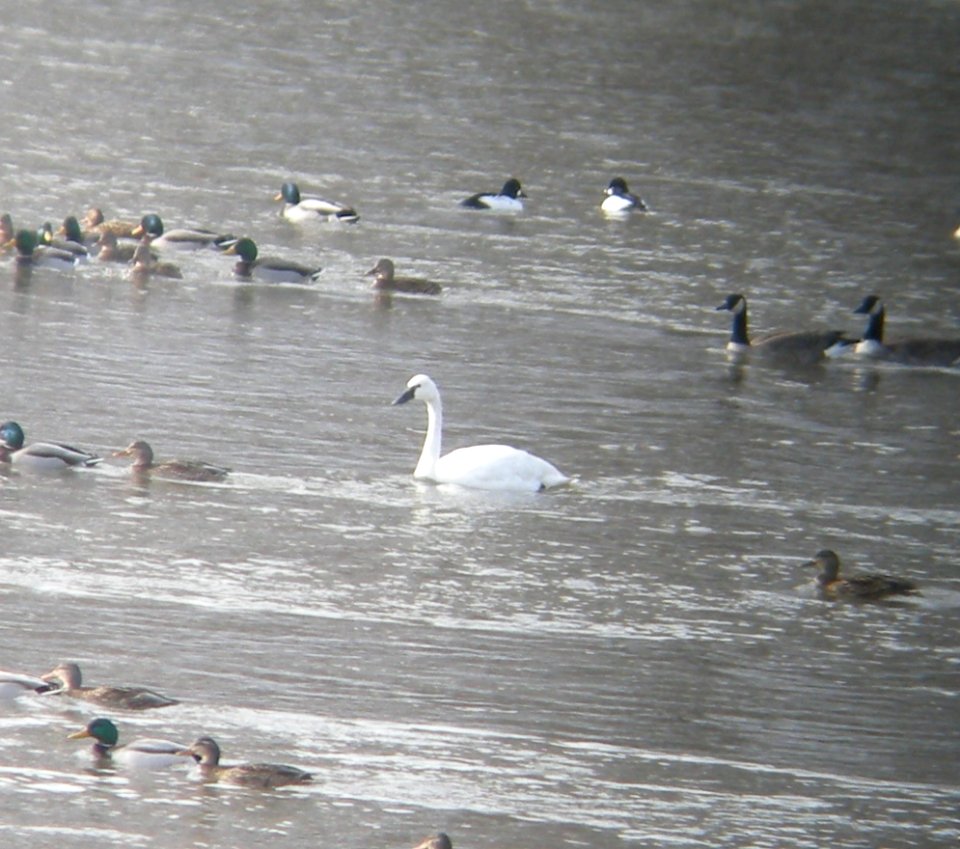DSCN0405 c Tundra Swan Kankakee Co IL 1-12-2014 (Photo thru Bins)