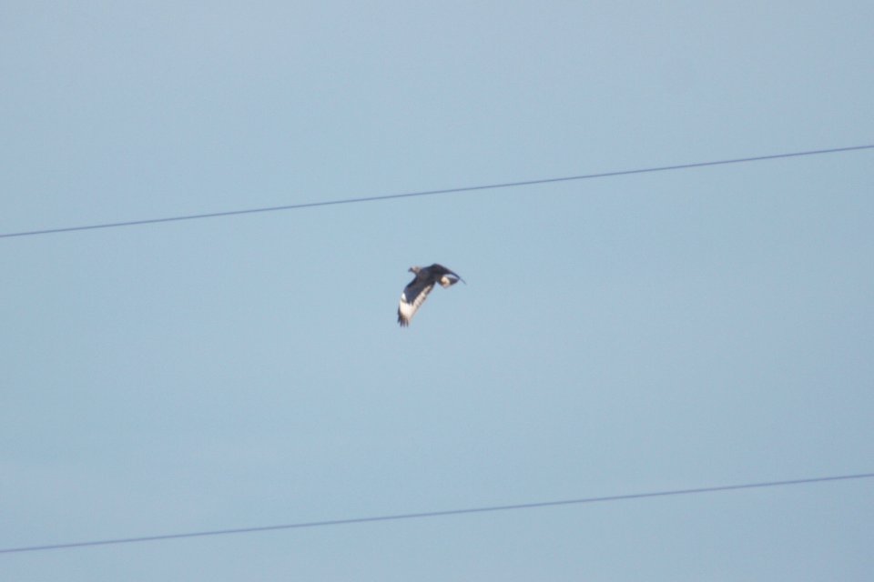 IMG 6817c Red-tailed Hawk (Harlan's) Chatfield SP CO 12-27-2017