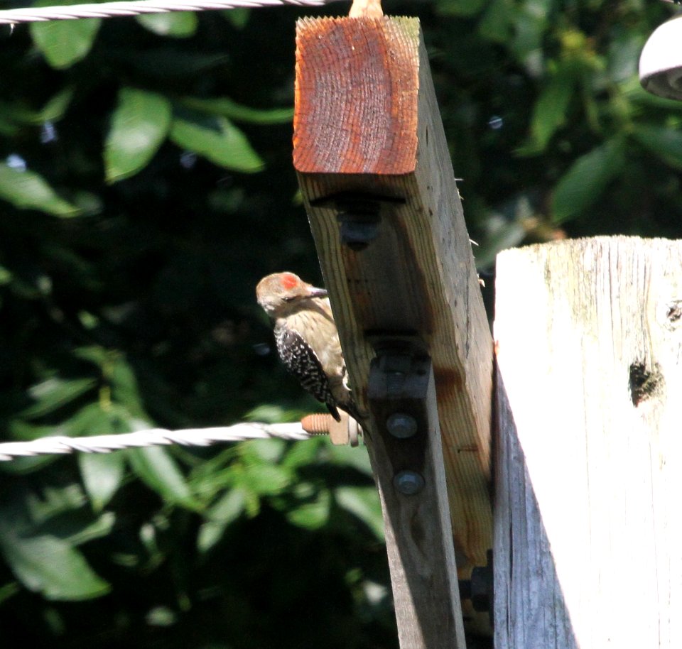 IMG 0543 c Red-Bellied Woodpecker Hse Kankakee IL 7-18-2015
