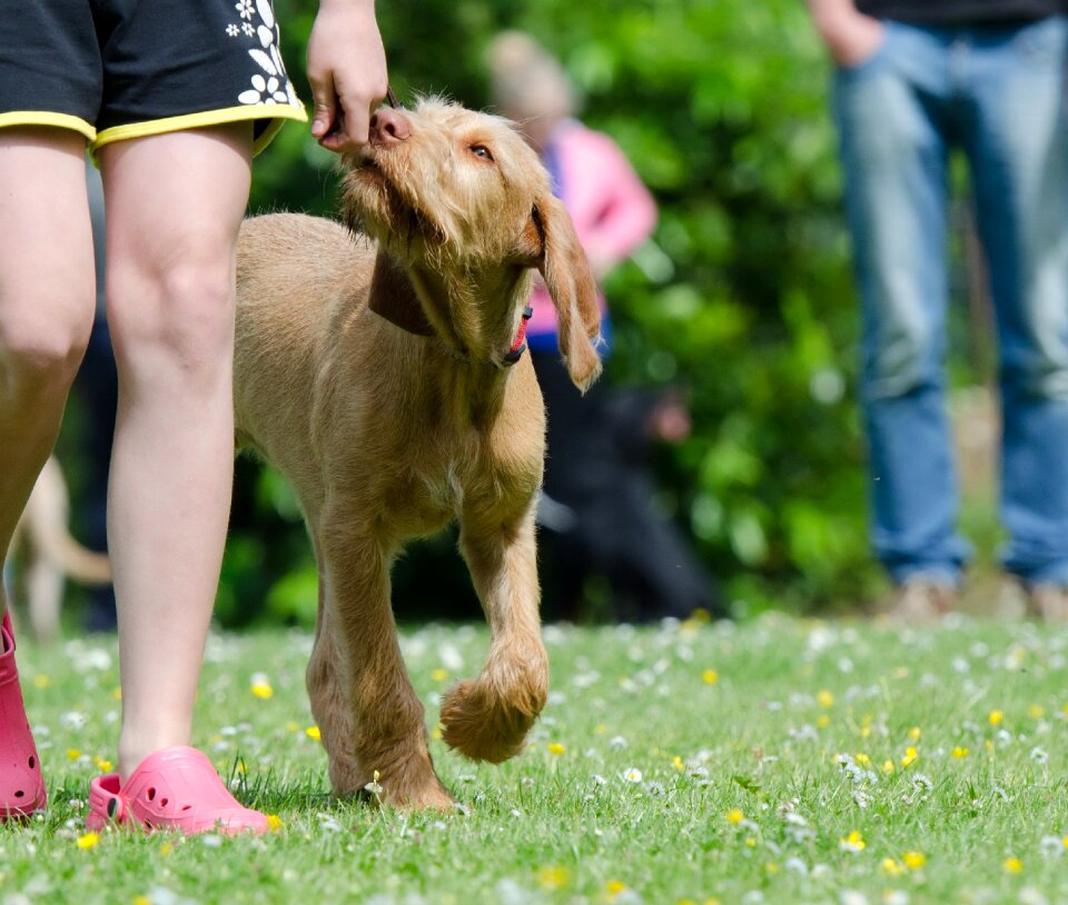 Vizsla hungarian pointing dog hunting dog