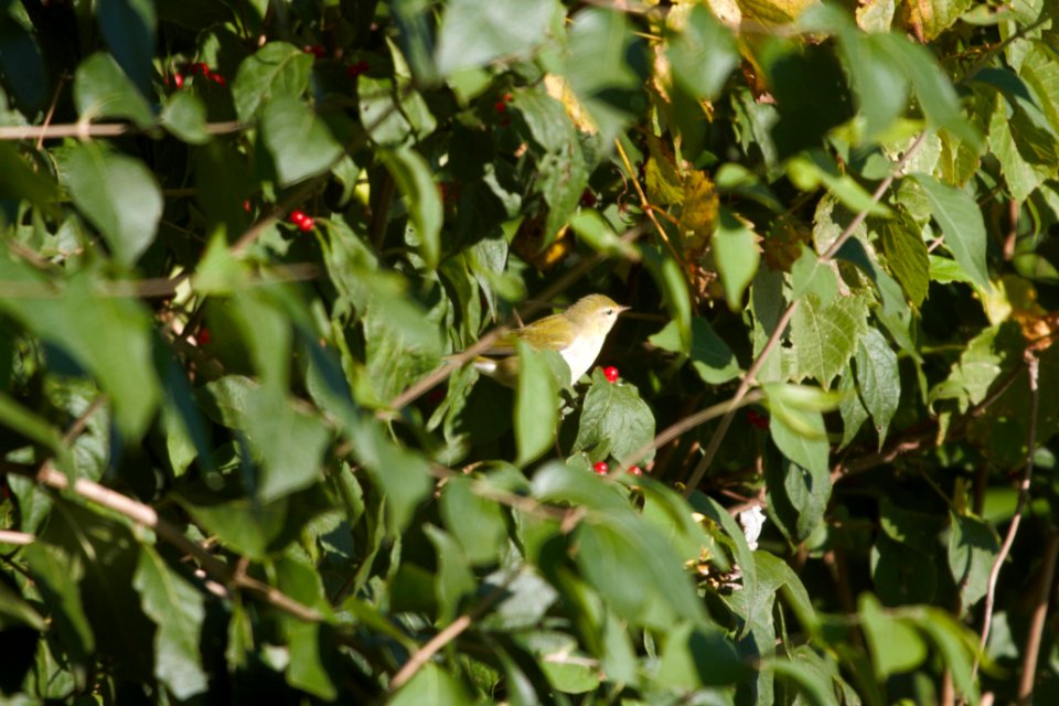 IMG 4773c Tennessee Warbler LeVasseur-Perry Farm Park Kankakee Co IL 10-16-2017