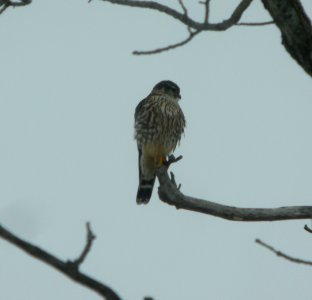 DSCN5475 c Merlin Willow Slough FWA IN 1-11-2015