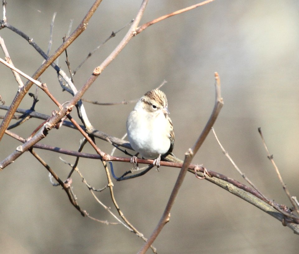 IMG 5041 c Chipping Sparrow Willow Slough FWA IN 11-9-2015