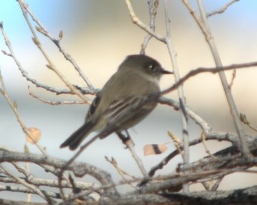 DSCN9397 Eastern Phoebe Watson Lake Yavapai Co AZ 01-02-2015