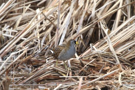 IMG 8498c Sora Willowhaven Area Kankakee Co IL 3-28-2018