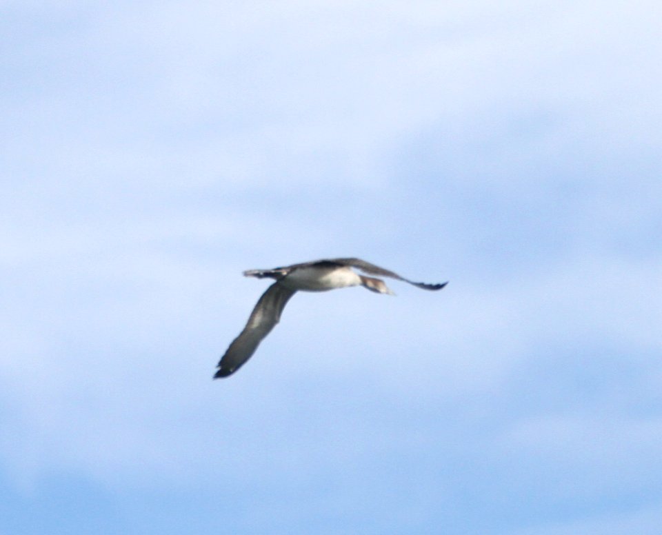 IMG 5374 c Common Loon Braidwood IL 11-20-2015