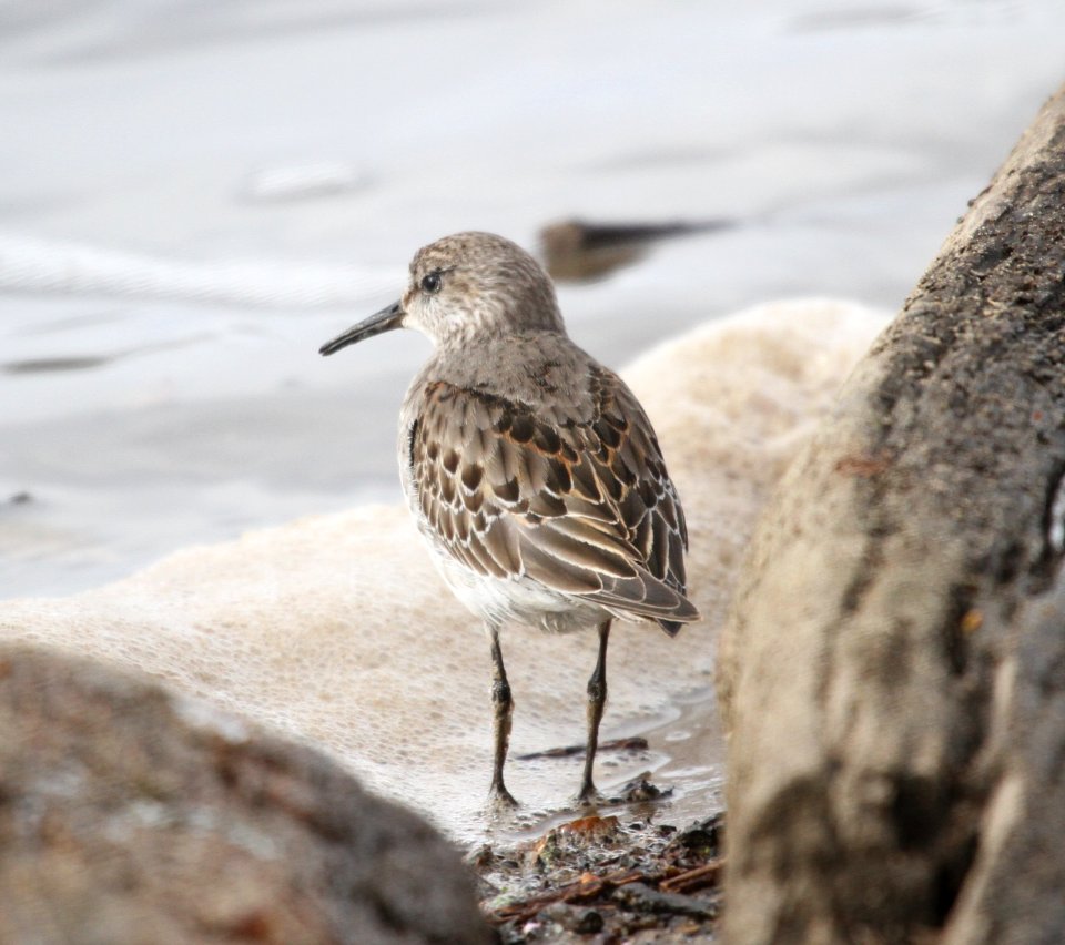 IMG 5630 c White-rumped Sandpiper LeVasseur Park- Perry Farm IL 11-23-2015