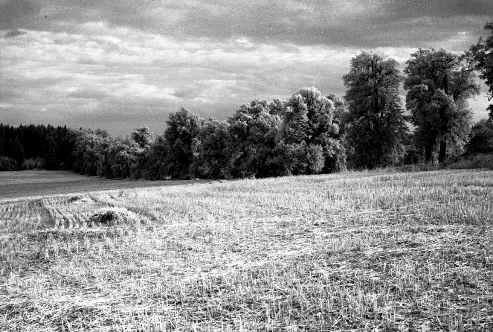 Canon EOS 30 with Canon EF 50mm f/1,8 II - Nové Dvory Avenue 02