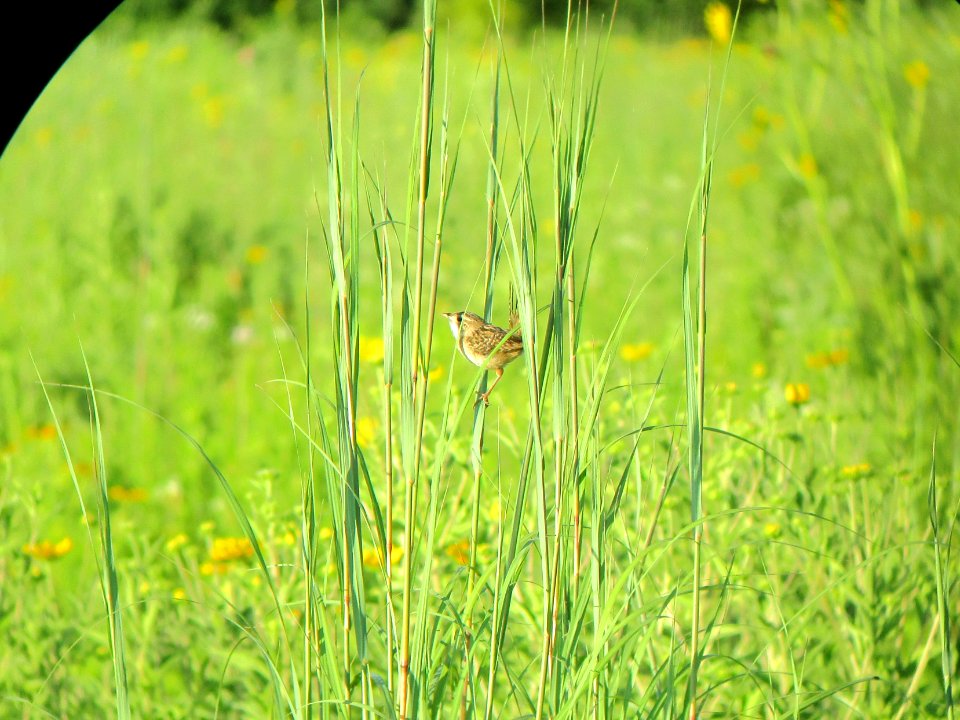 IMG 3025c Sedge Wren Perry Farm Kankakee Co IL 7-17-2017