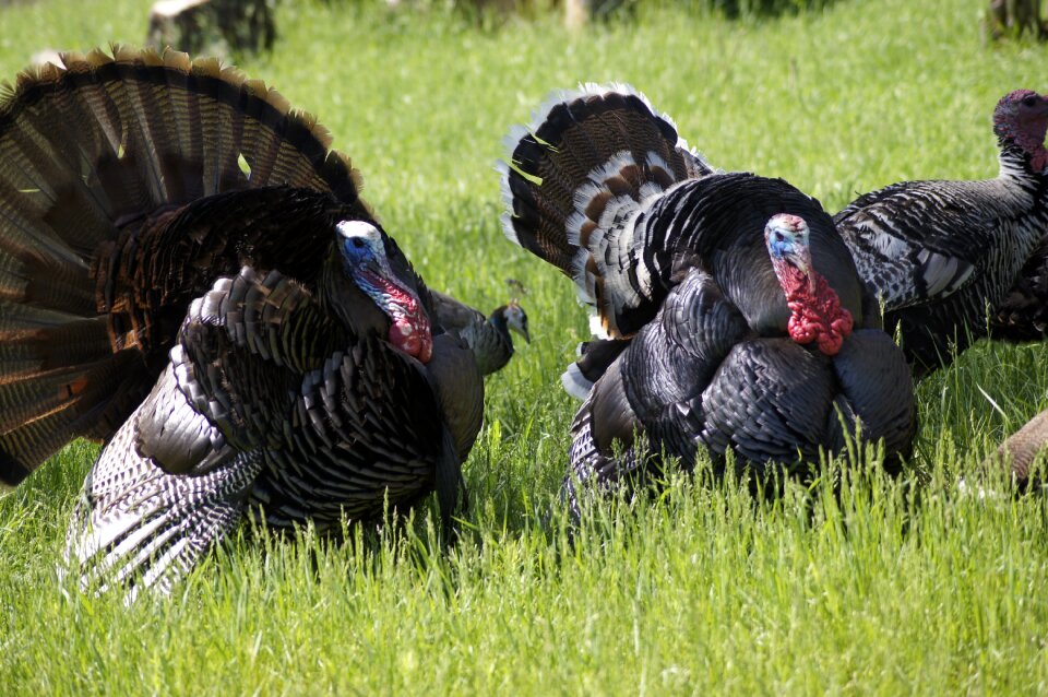 Turkey thanksgiving bird