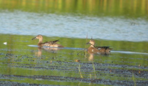 DSCN7922 c Blue-winged Teal TNC Kankakee Sands IN 8-13-2015