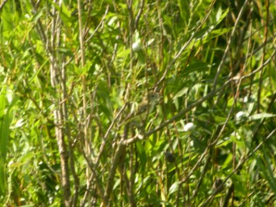 DSCN8503c Bell's Vireo Braidwood Lake IL 6-14-2017