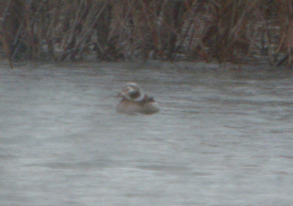 DSCN9222c Long-tailed Duck Braidwood IL 12-13-2015