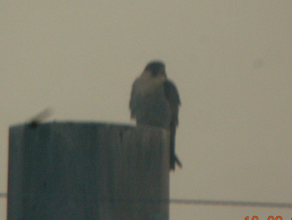 DSCN9190c Peregrine Falcon Dam Kankakee IL 12-9-2015
